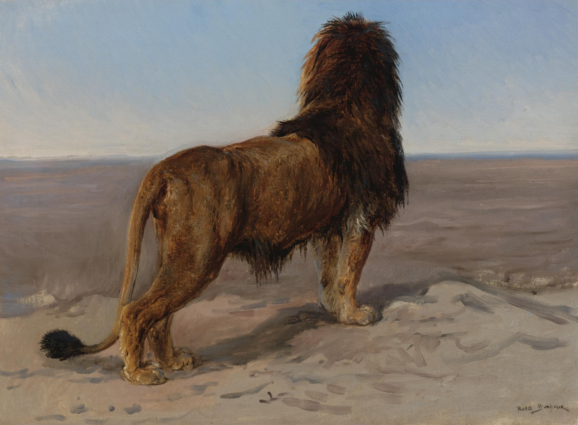 Lion (The look out)